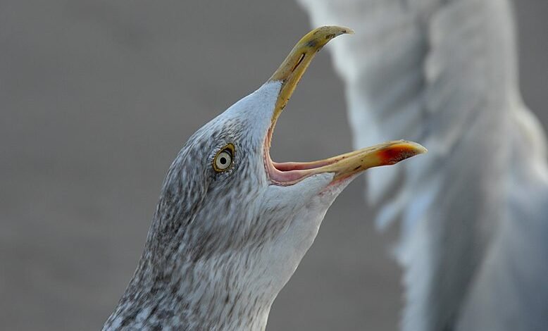 dropped call analysis framework