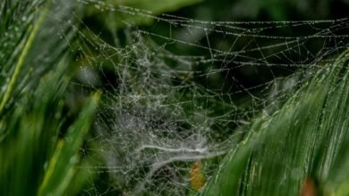 web model for growth