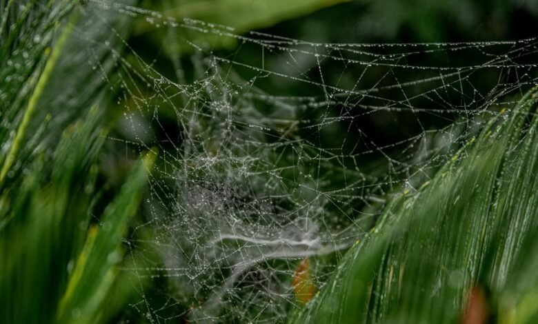 web model for growth