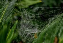 web model for growth